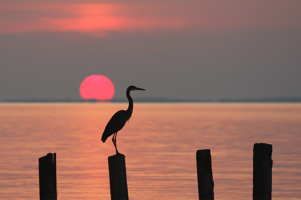 Silhouette of a bird perched on a pole against a sunset.