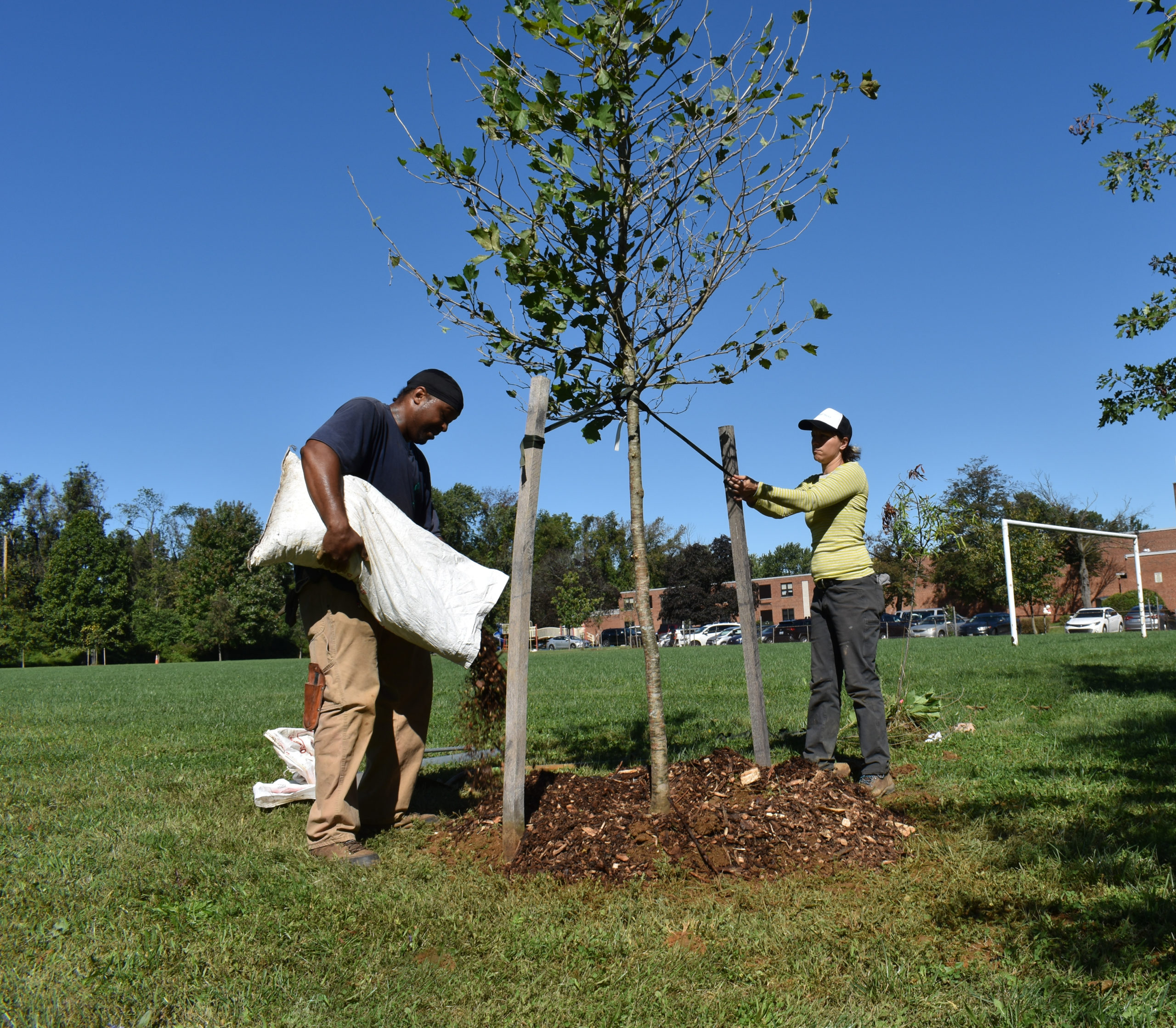 A man spreads mulch around a newly planted tree while a woman secures supports.